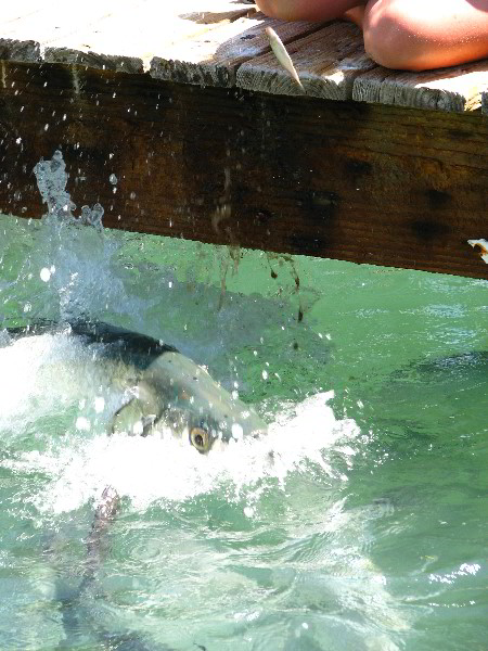 Robbies-Marina-Tarpon-Feeding-Islamorada-FL-033