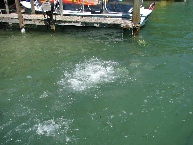 Robbies-Marina-Tarpon-Feeding-Islamorada-FL-036