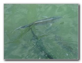 Robbies-Marina-Tarpon-Feeding-Islamorada-FL-003