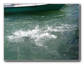 Robbies-Marina-Tarpon-Feeding-Islamorada-FL-004