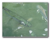 Robbies-Marina-Tarpon-Feeding-Islamorada-FL-006