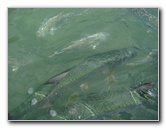 Robbies-Marina-Tarpon-Feeding-Islamorada-FL-007