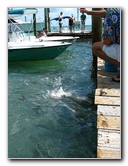 Robbies-Marina-Tarpon-Feeding-Islamorada-FL-008