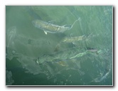 Robbies-Marina-Tarpon-Feeding-Islamorada-FL-009