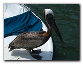 Robbies-Marina-Tarpon-Feeding-Islamorada-FL-011