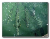 Robbies-Marina-Tarpon-Feeding-Islamorada-FL-012