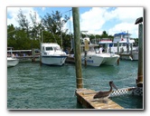 Robbies-Marina-Tarpon-Feeding-Islamorada-FL-014