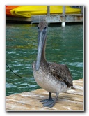 Robbies-Marina-Tarpon-Feeding-Islamorada-FL-018