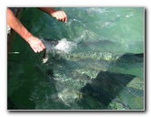 Robbies-Marina-Tarpon-Feeding-Islamorada-FL-022