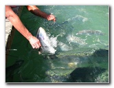 Robbies-Marina-Tarpon-Feeding-Islamorada-FL-023