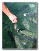 Robbies-Marina-Tarpon-Feeding-Islamorada-FL-024