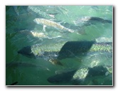 Robbies-Marina-Tarpon-Feeding-Islamorada-FL-027