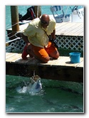 Robbies-Marina-Tarpon-Feeding-Islamorada-FL-028