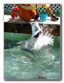 Robbie's Marina Tarpon Feeding - Islamorada, FL