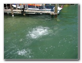 Robbies-Marina-Tarpon-Feeding-Islamorada-FL-036