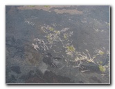 Safari-Helicopter-Tours-Volcanic-Lava-Waterfalls-Hilo-Big-Island-Hawaii-049