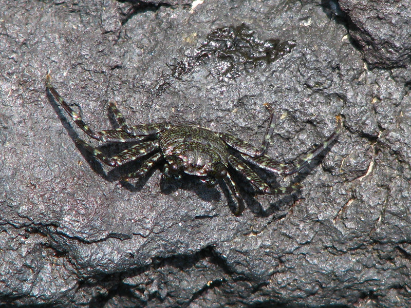 Samuel-M-Spencer-Beach-Park-Kohala-Coast-Big-Island-Hawaii-013