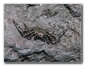 Samuel-M-Spencer-Beach-Park-Kohala-Coast-Big-Island-Hawaii-013