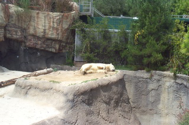 San-Diego-Zoo-Pictures-002