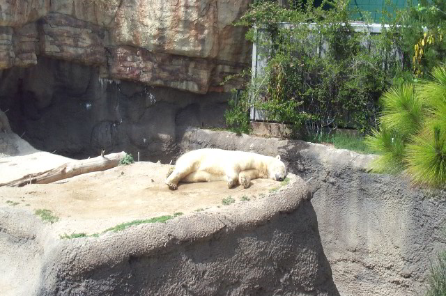 San-Diego-Zoo-Pictures-004