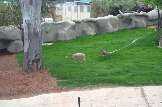 San-Diego-Zoo-Pictures-005