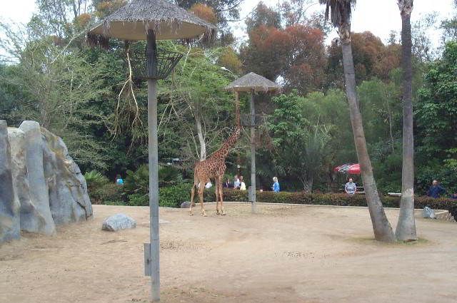 San-Diego-Zoo-Pictures-006