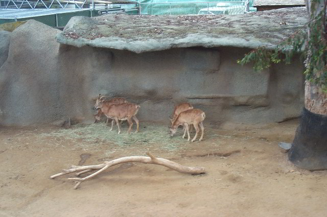 San-Diego-Zoo-Pictures-007