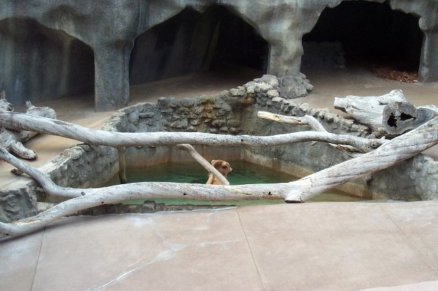 San-Diego-Zoo-Pictures-008