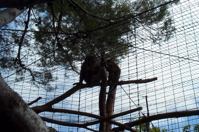 San-Diego-Zoo-Pictures-014