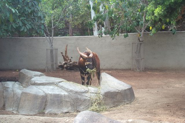 San-Diego-Zoo-Pictures-018