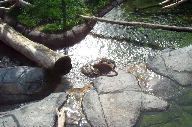 San-Diego-Zoo-Pictures-019