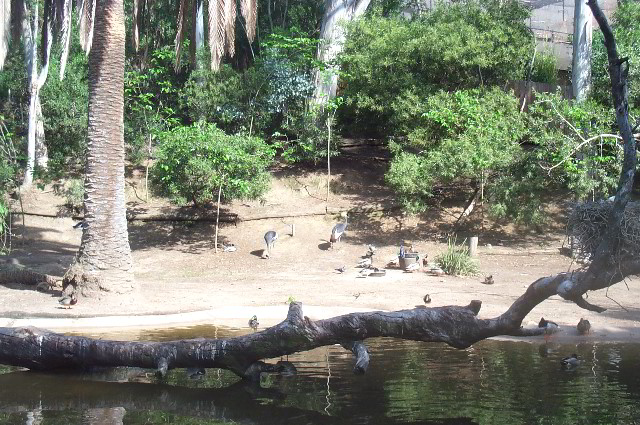 San-Diego-Zoo-Pictures-021