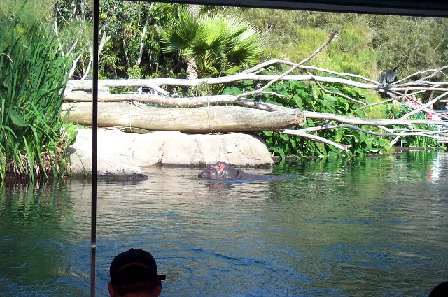 San-Diego-Zoo-Pictures-022