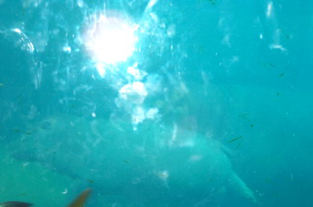 San-Diego-Zoo-Pictures-024