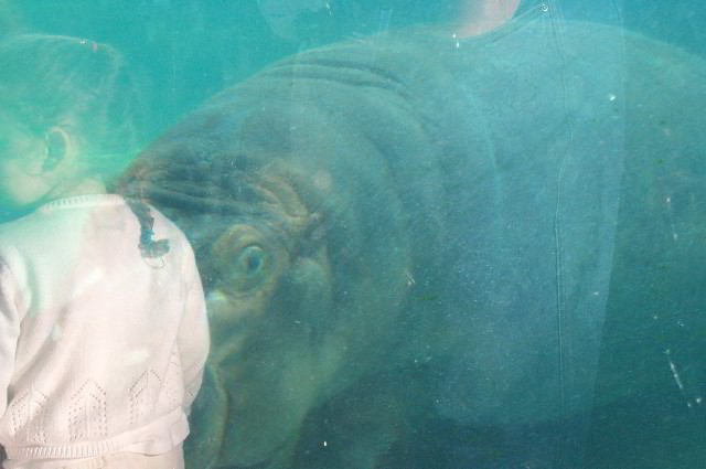 San-Diego-Zoo-Pictures-025