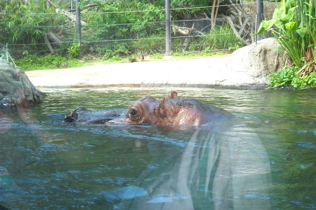 San-Diego-Zoo-Pictures-026