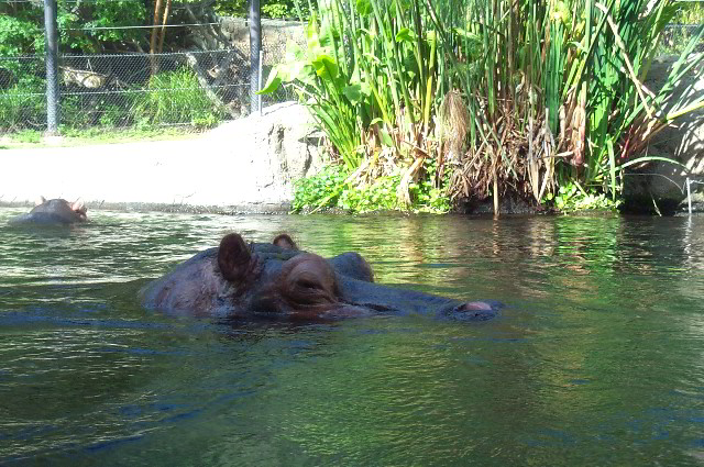 San-Diego-Zoo-Pictures-027