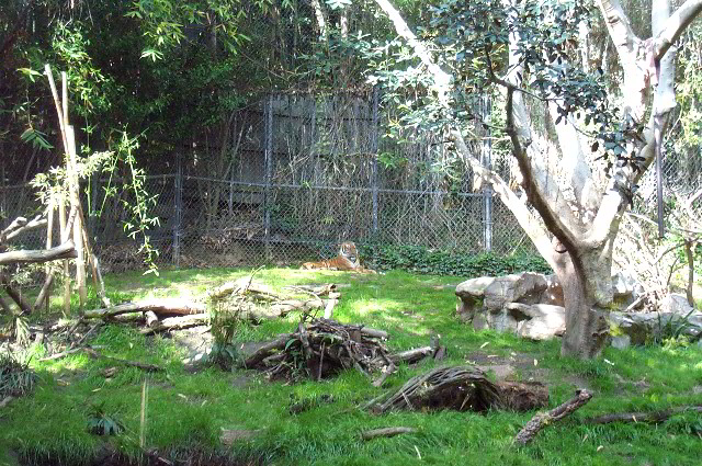 San-Diego-Zoo-Pictures-029