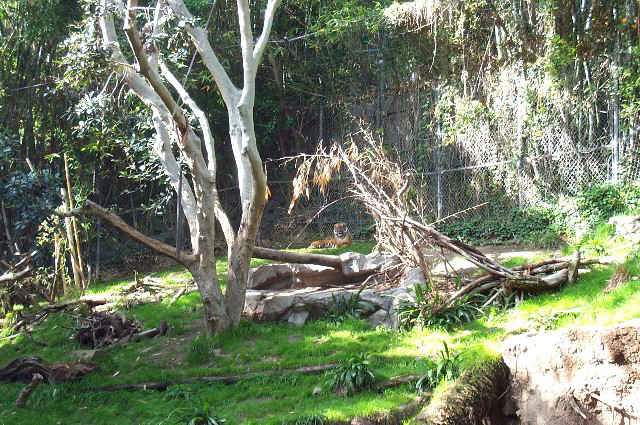 San-Diego-Zoo-Pictures-031