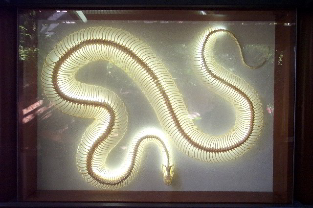 San-Diego-Zoo-Pictures-032