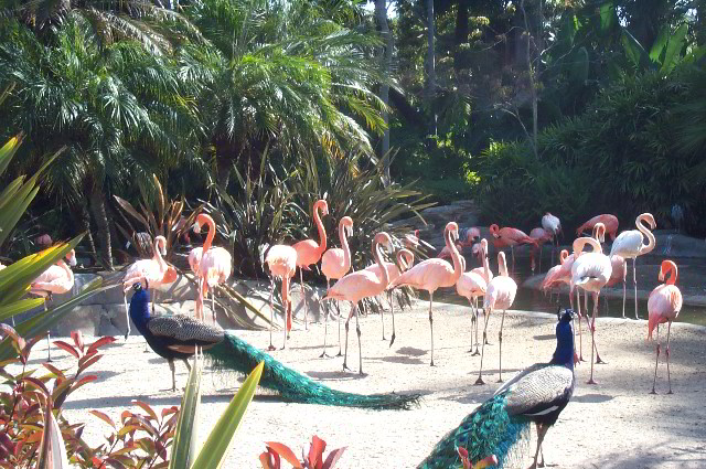 San-Diego-Zoo-Pictures-033