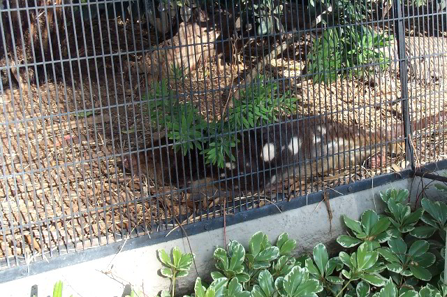 San-Diego-Zoo-Pictures-034