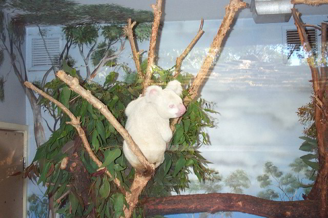 San-Diego-Zoo-Pictures-035