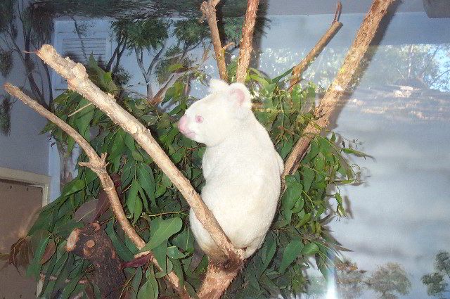 San-Diego-Zoo-Pictures-036