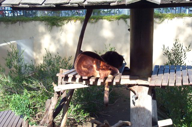 San-Diego-Zoo-Pictures-037