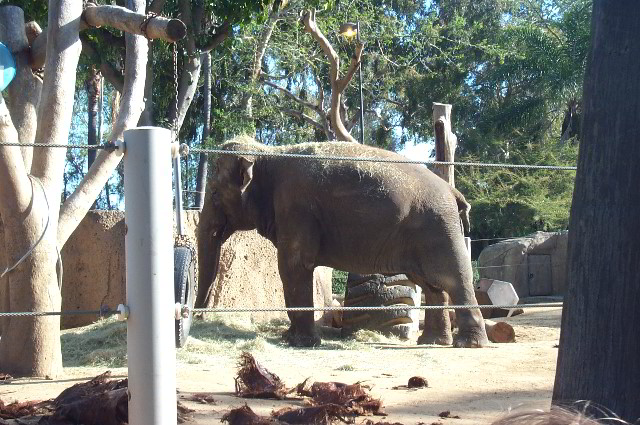 San-Diego-Zoo-Pictures-038