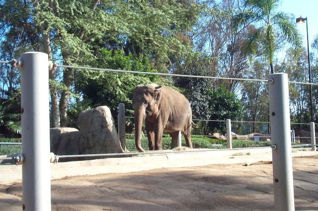 San-Diego-Zoo-Pictures-039