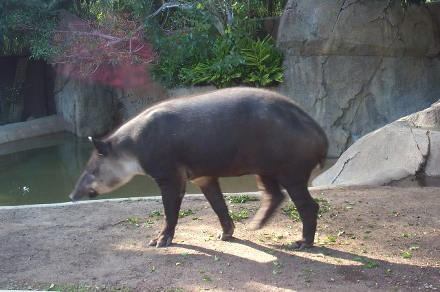 San-Diego-Zoo-Pictures-040