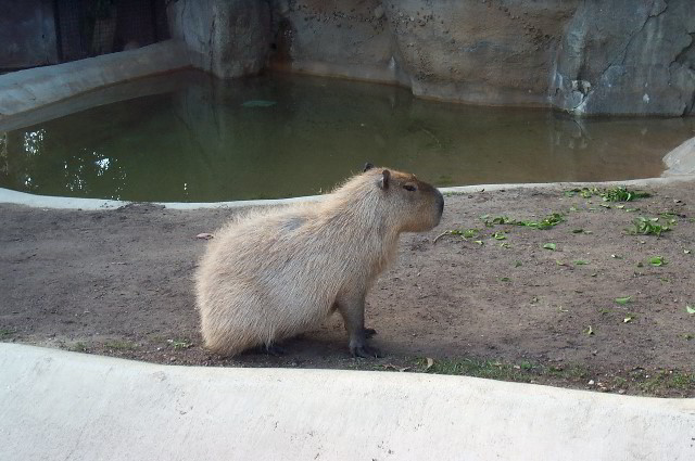 San-Diego-Zoo-Pictures-041