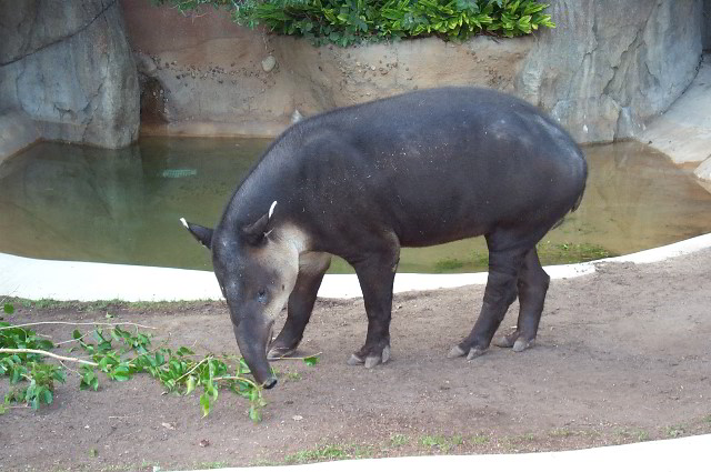 San-Diego-Zoo-Pictures-042